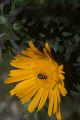 Oedera capensis