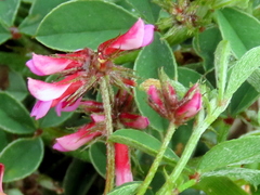 Indigofera dodii