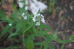 Lysimachia pentapetala