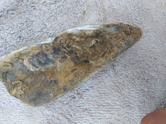Ostreidae