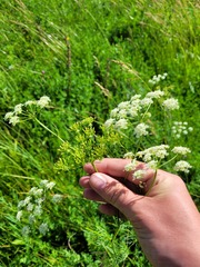 Chaerophyllum prescottii