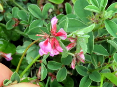Indigofera dodii