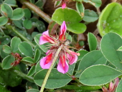 Indigofera dodii