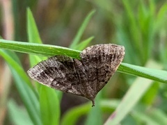 Phalaenostola larentioides