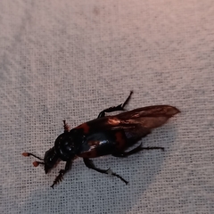 Nicrophorus nepalensis