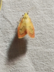 Miltochrista miniata