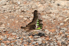 Graphium agamemnon