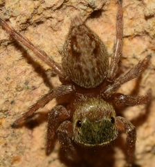 Hasarius adansoni