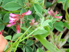 Indigofera dodii