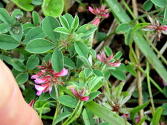 Indigofera dodii