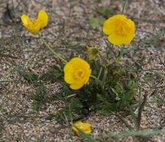 Ranunculus acris