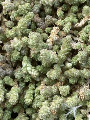 Sedum acre