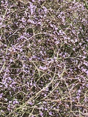 Limonium narbonense