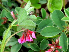 Indigofera dodii