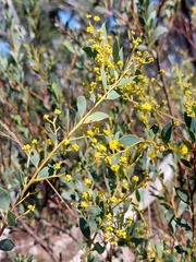 Acacia buxifolia