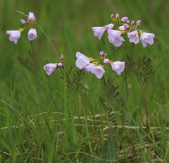 Cardamine