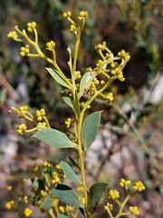Acacia buxifolia