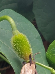 Momordica cochinchinensis