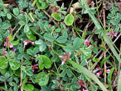 Indigofera dodii