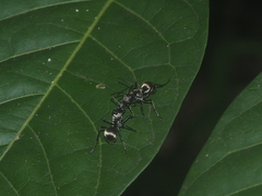 Polyrhachis