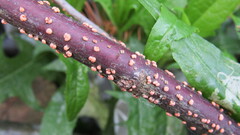 Nectria cinnabarina