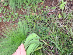 Indigofera dodii