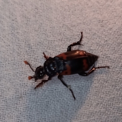 Nicrophorus nepalensis
