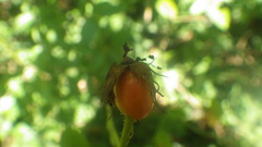 Rosa stylosa
