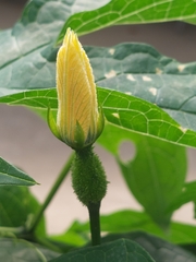 Momordica cochinchinensis