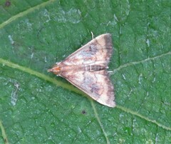 Pyrausta
