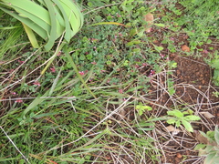 Indigofera dodii