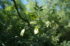 Gleditsia microphylla