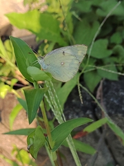Colias poliographus
