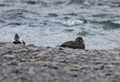 Histrionicus histrionicus