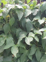 Momordica cochinchinensis