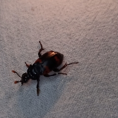 Nicrophorus nepalensis