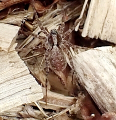 Lycosidae