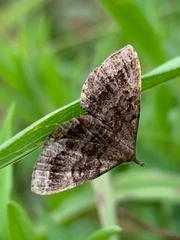 Phalaenostola larentioides