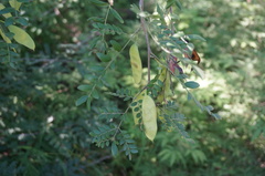 Gleditsia microphylla