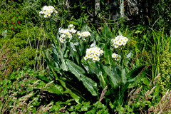 Senecio smithii
