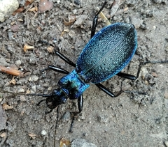 Carabus intricatus