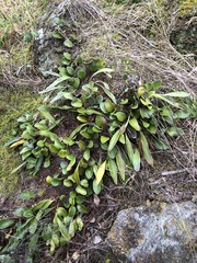 Pyrrosia eleagnifolia