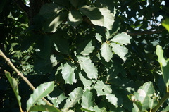 Quercus aliena