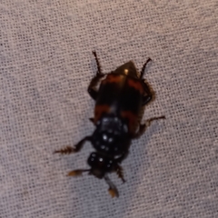Nicrophorus nepalensis