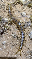 Scolopendra laeta