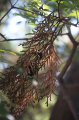 Poecilocoris lewisi