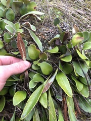 Pyrrosia eleagnifolia