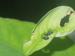 Myrmarachnini