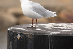 Ichthyaetus melanocephalus