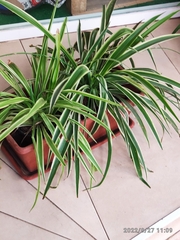 Chlorophytum comosum